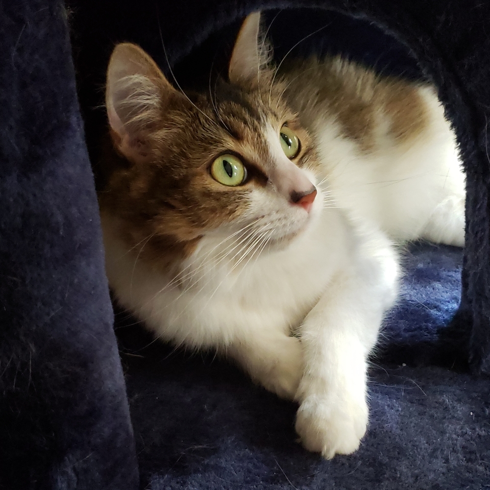 RESCUE KENTUCKY - Picture 4 of 17